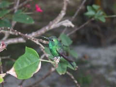 Cuban Emerald